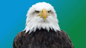 Bald Eagle Spirit Animal