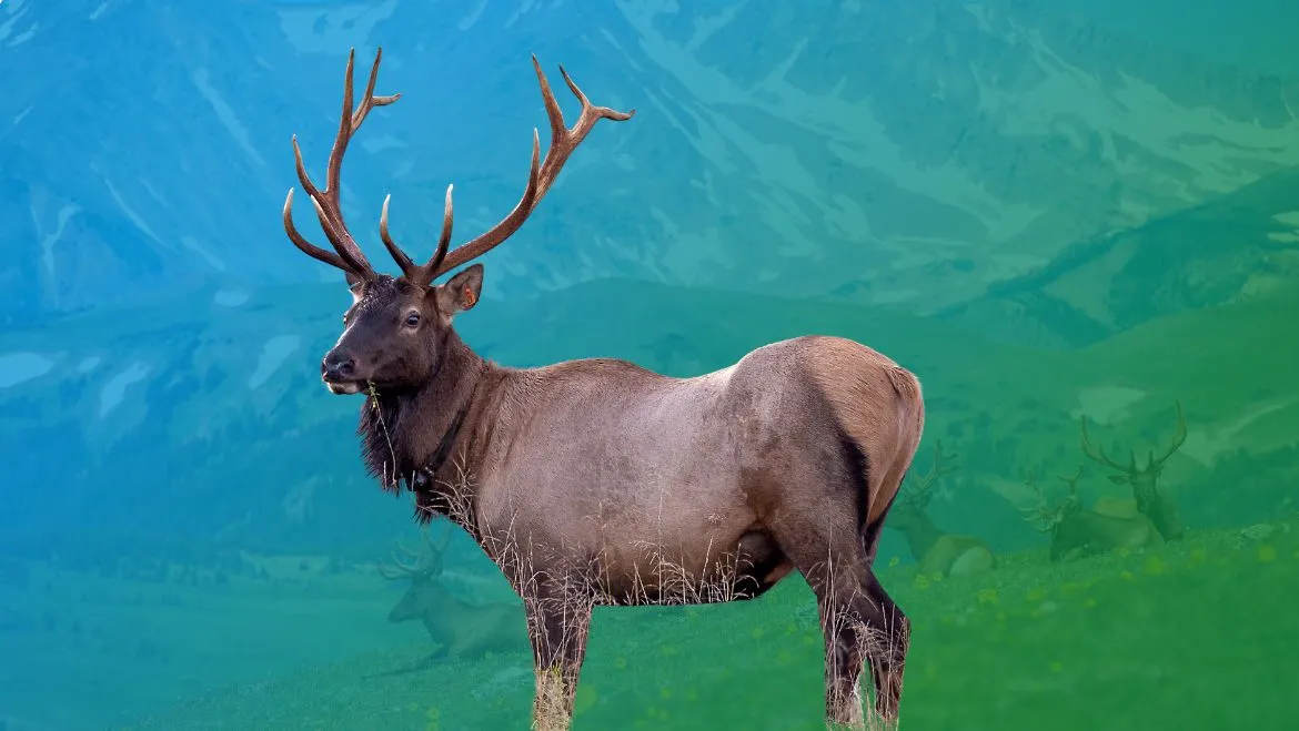Spirit Animal Elk: A Journey of Endurance