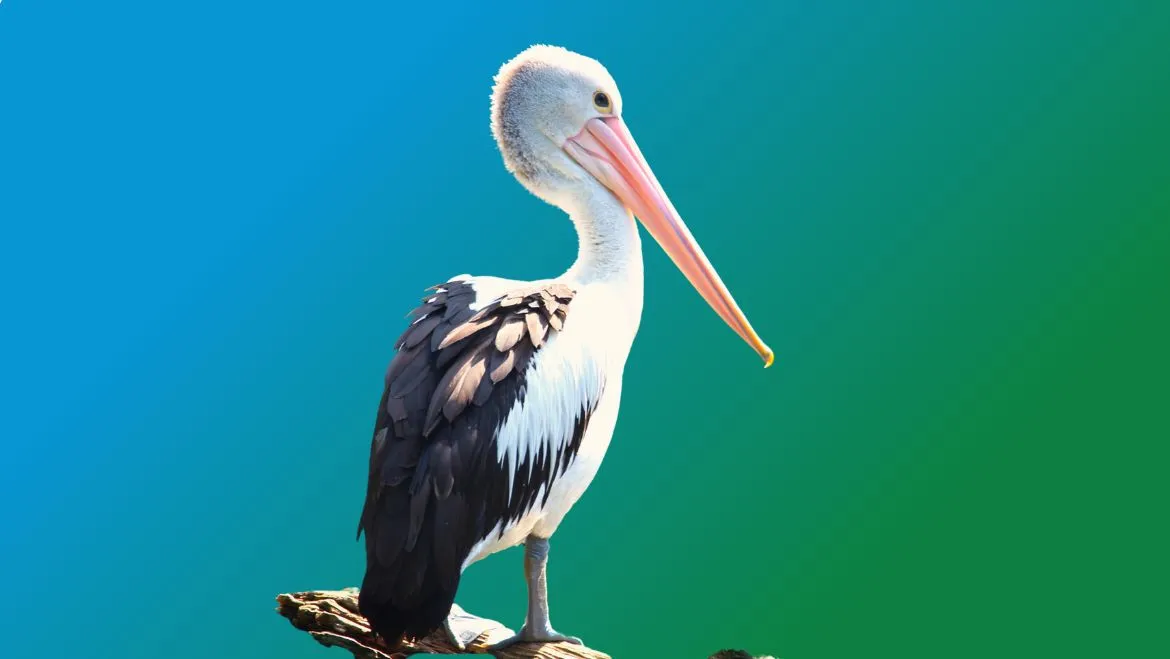 Spirit Animal Pelican