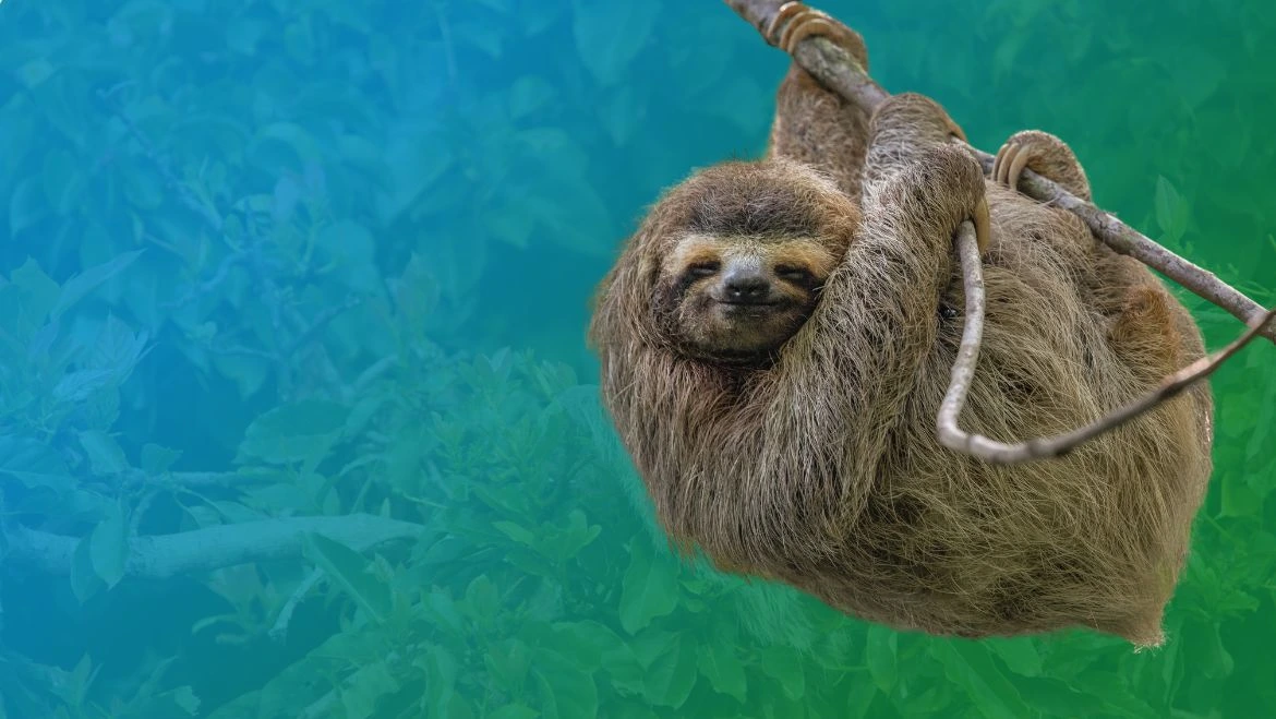Spirit Animal Sloth