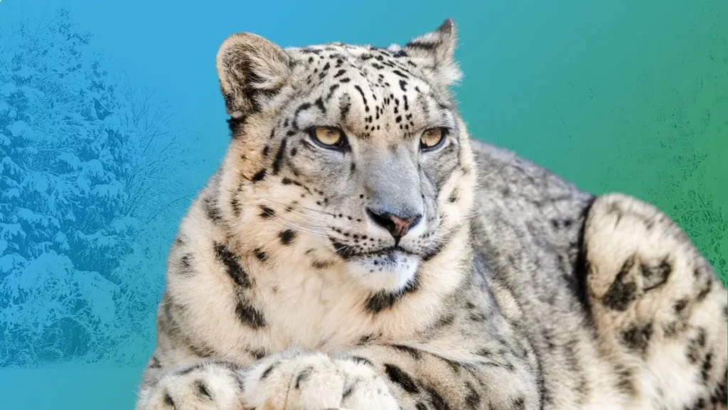 Spirit-Animal-Snow-Leopard