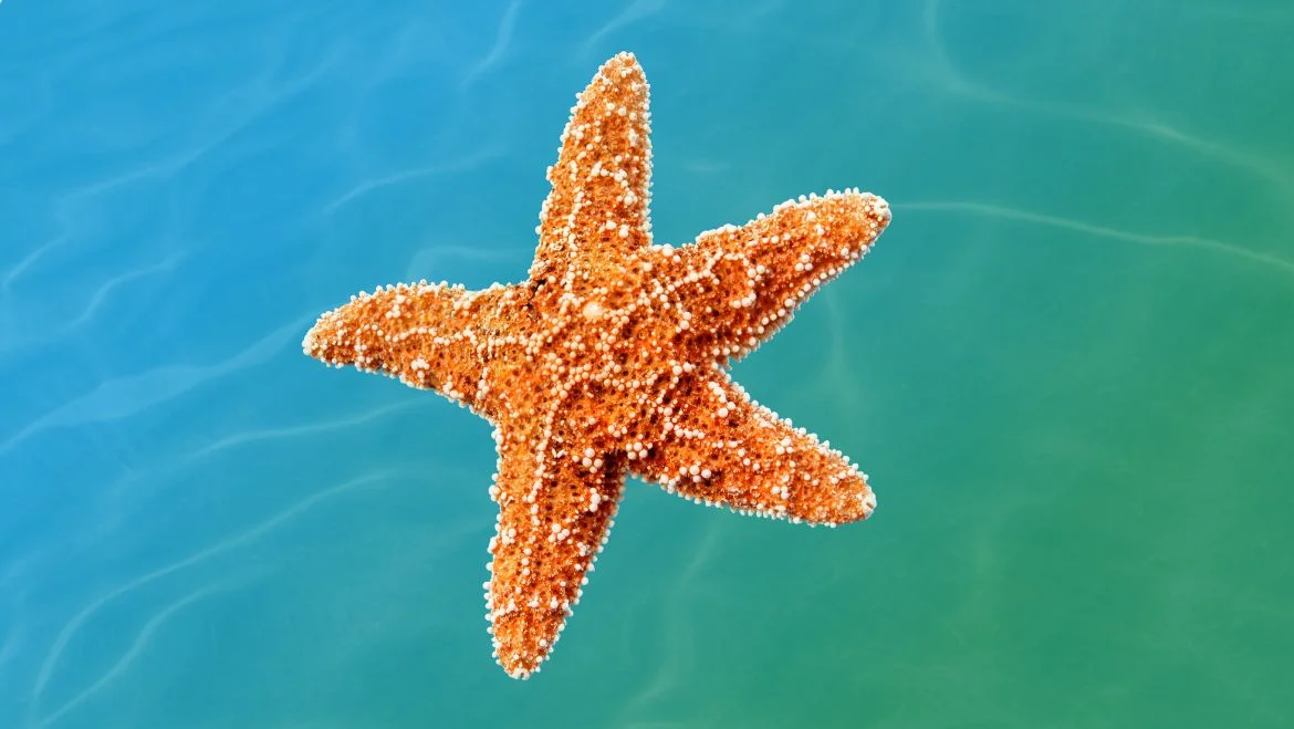 Spirit Animal Starfish