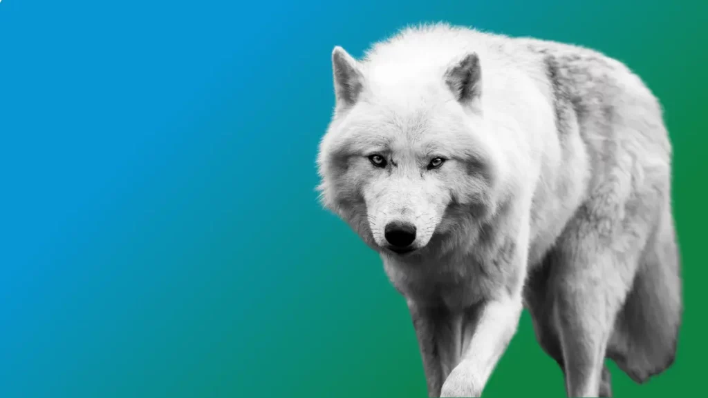 Spirit Animal Totem White Wolf