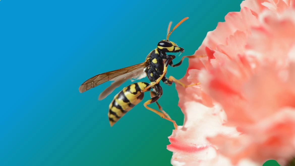 Spirit Animal Wasp