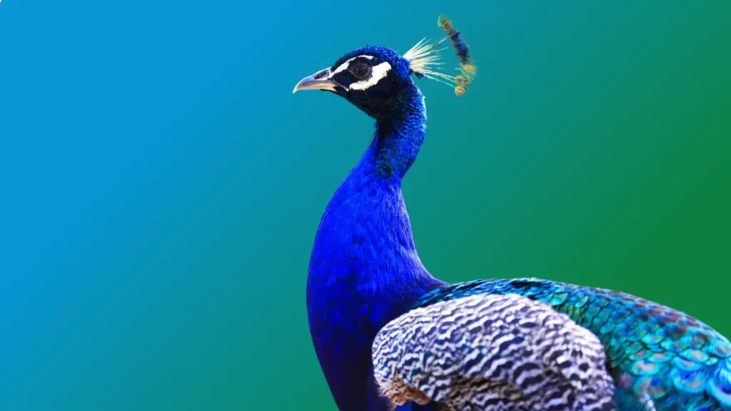 Spirit Guide Peacock