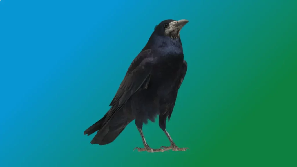 Spirit Guide Raven
