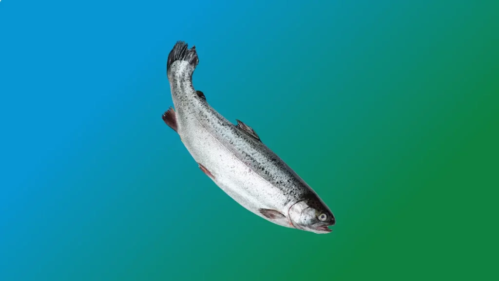 Spirit Guide Salmon