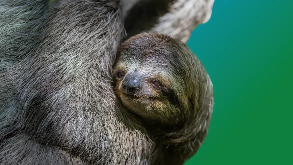 Spirit Guide Sloth