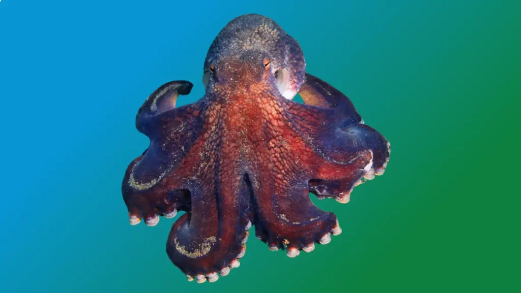 Spirit Guide octopus