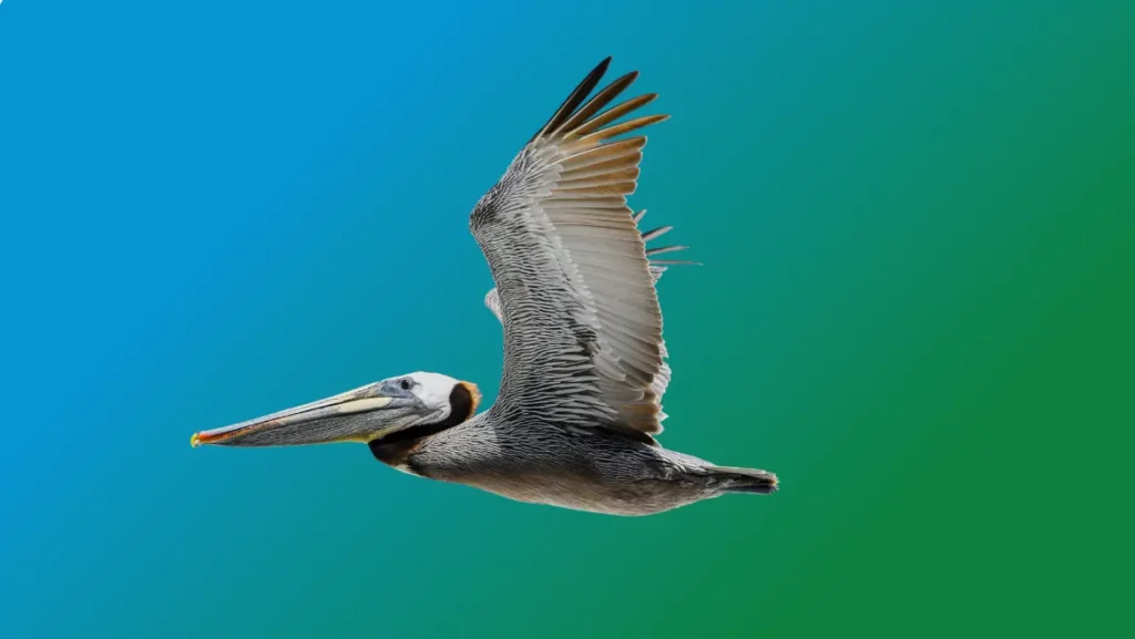 Spirit Guide pelican