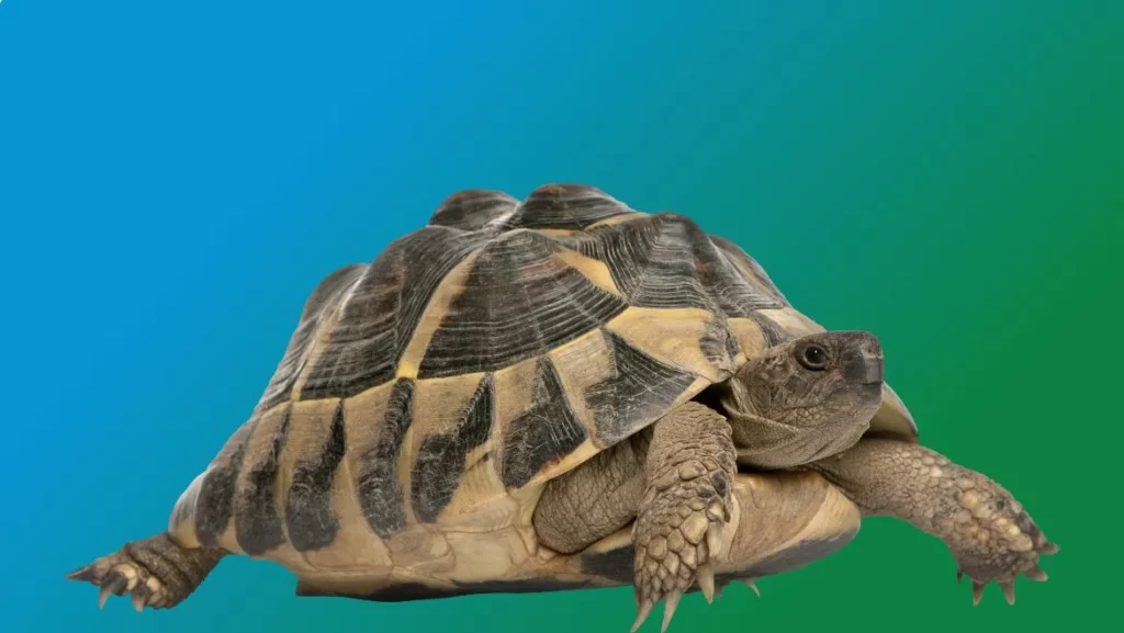 Tortoise as Your Spirit Animal