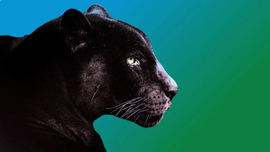 Black Jaguar Spirit Animal
