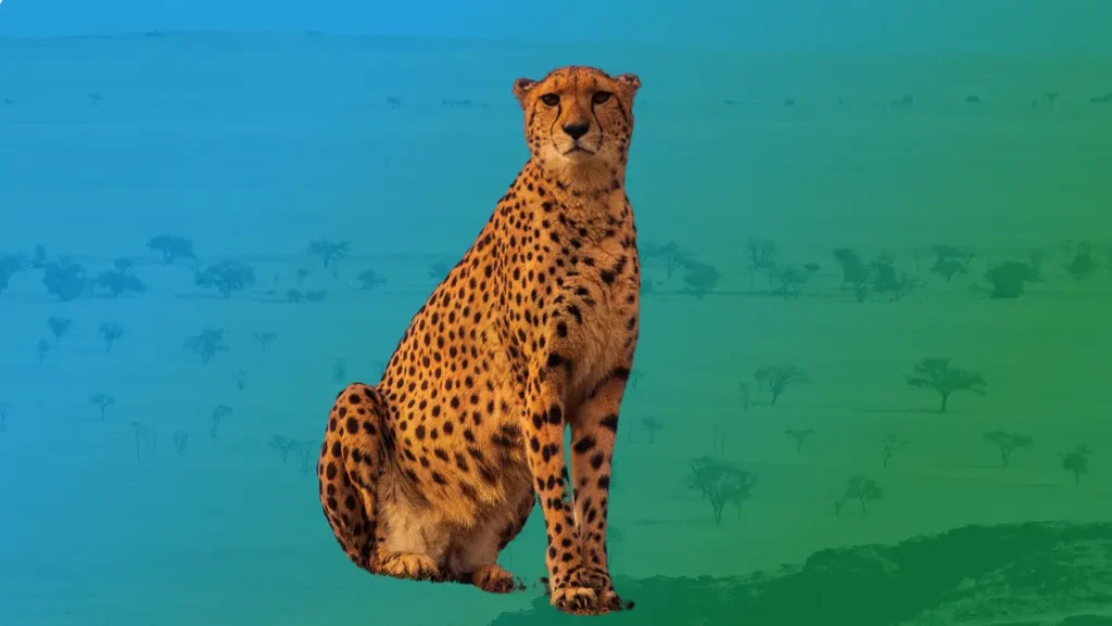 Power Animal Cheetah