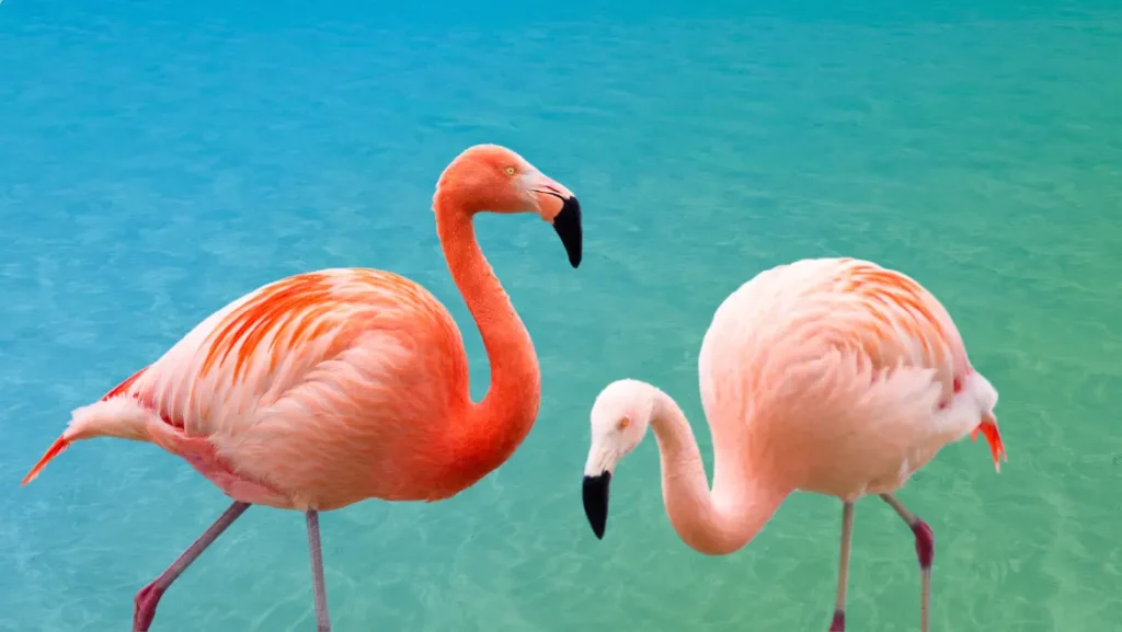 Spirit Animal Flamingo: Embodying Balance