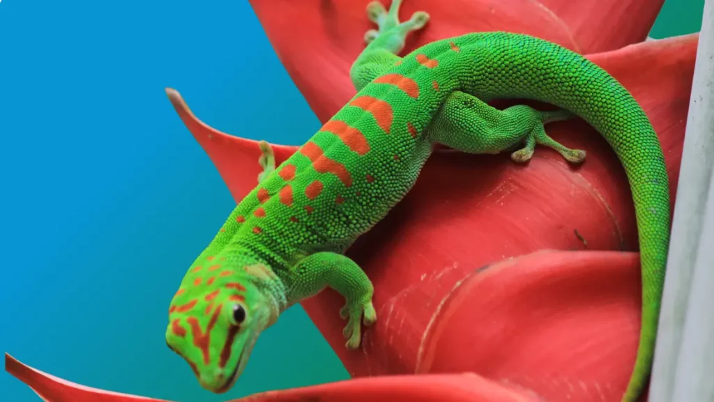 Gecko as Your Power Animal
