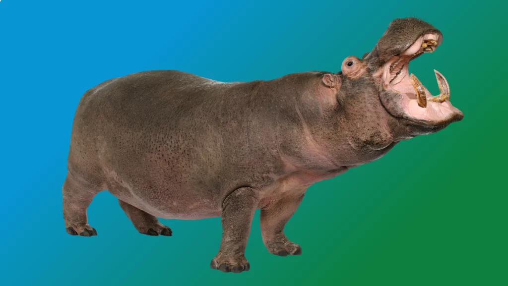 Spirit Animal Hippopotamus