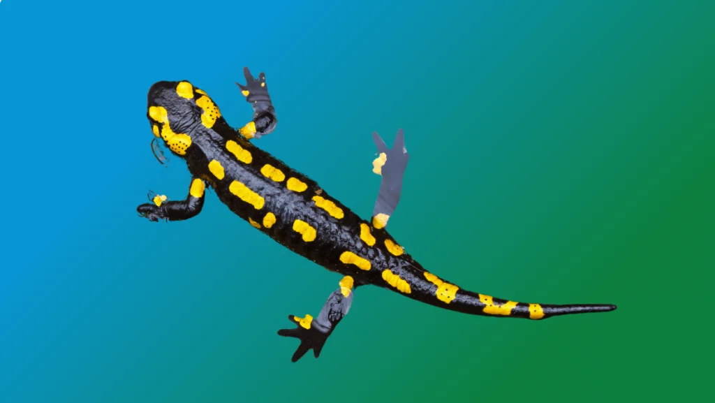 Salamander as a Spirit Animal