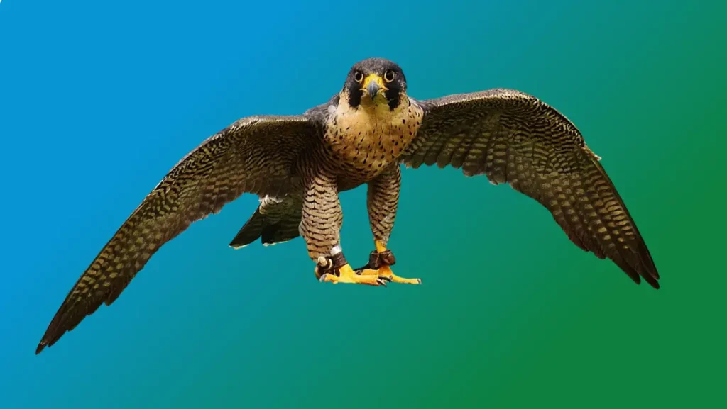 Spirit Animal Falcon