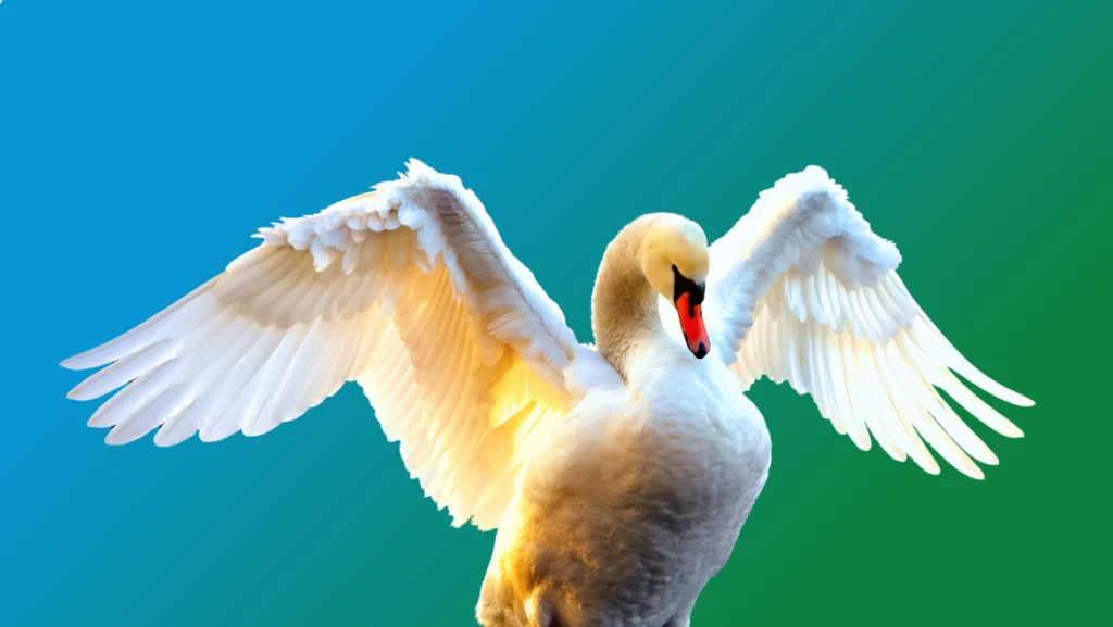 Spirit Animal Swan